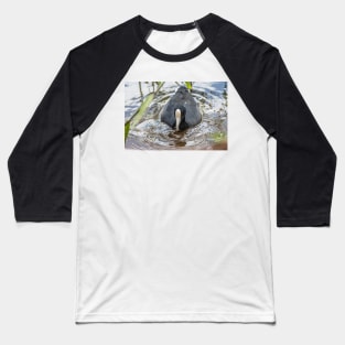 Hawaiian coot in Honolulu Baseball T-Shirt